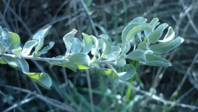 تجربتي مع عشبة القطف عالم حواء 4 تجربتي مع عشبة القطف عالم حواء