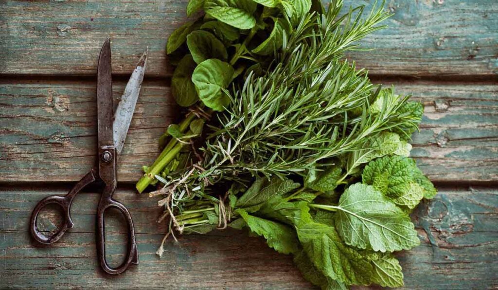 تجربتي مع عشبة المدينة للحمل