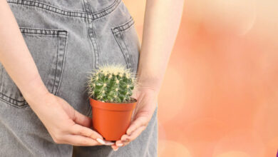 كيف تتخلص من حبوب المؤخرة وما أسبابها؟