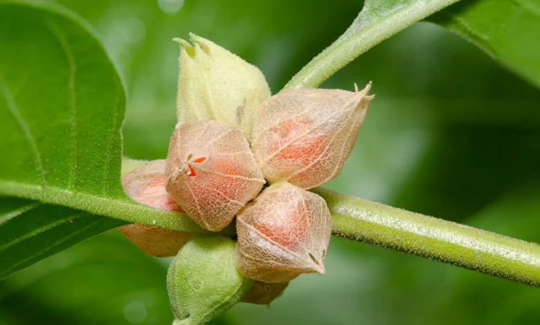 تجربتي مع عشبة الأشواجندا