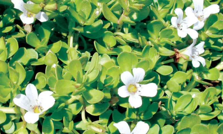 تجربتي مع عشبة باكوبا للتخسيس.. هل الباكوبا تساعد على فقدان الوزن؟