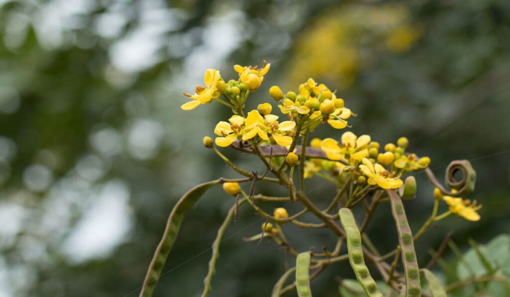 فوائد مذهلة تجعلك تختاري عشبة سنا مكي في نظامك الغذائي