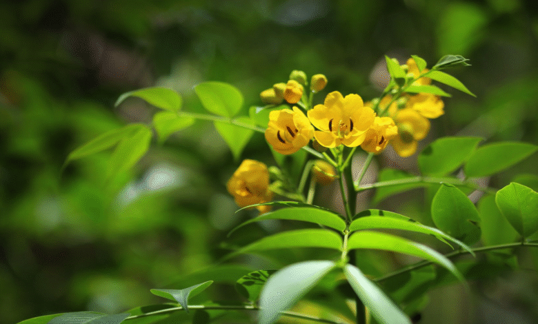 فوائد مذهلة تجعلك تختاري عشبة سنا مكي في نظامك الغذائي