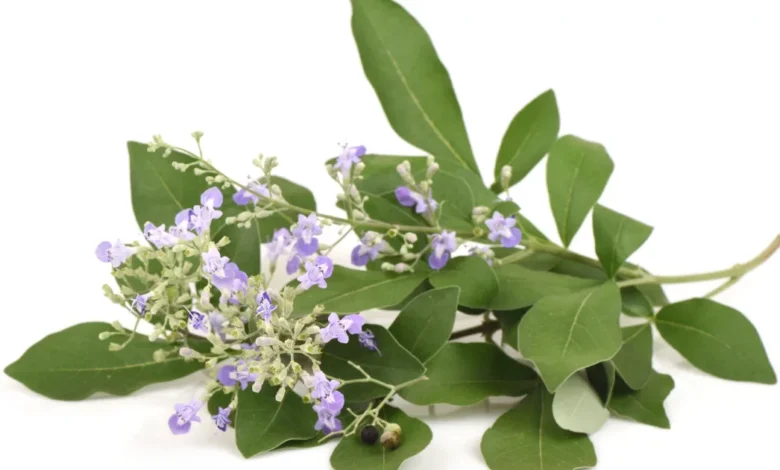 من الألم إلى الراحة.. تجربتي مع عشبة كف مريم للعناية الطبيعية بالثدي