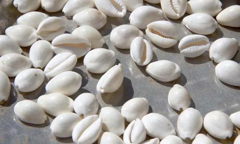 تجربتي مع صدف البحر للبشرة نعومة طبيعية من أول استخدام