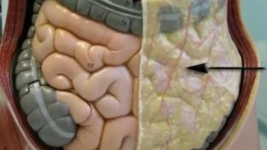 ما هي الدهون الحشوية وما هي أفضل طريقة للتخلص منها