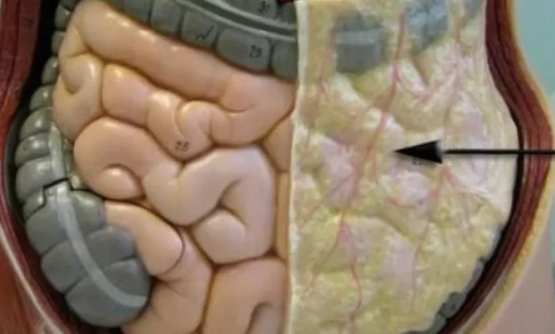 ما هي الدهون الحشوية وما هي أفضل طريقة للتخلص منها