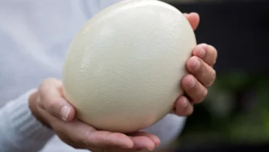 بيض النعام: هل هو غذاء صحي يستحق التجربة؟