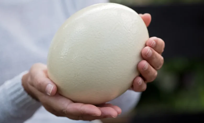 بيض النعام: هل هو غذاء صحي يستحق التجربة؟ 1 بيض النعام: هل هو غذاء صحي يستحق التجربة؟