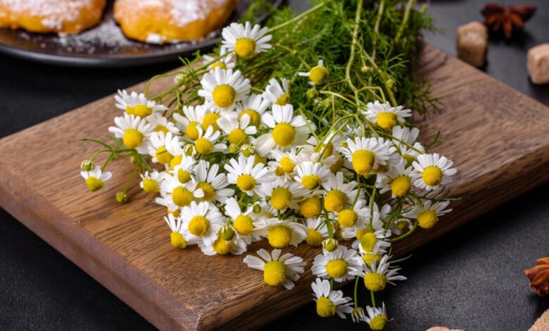 تجربتي مع استعمال البابونج لتخفيف التوتر والأرق