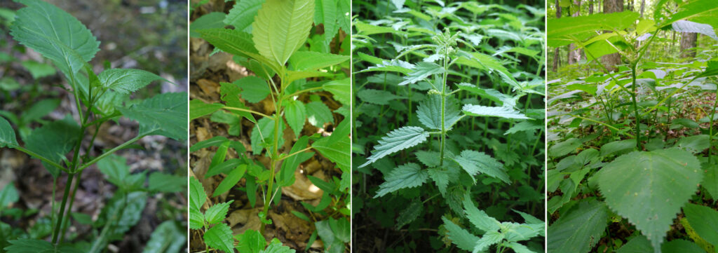 تجربتي مع عشبة القراص للشعر
