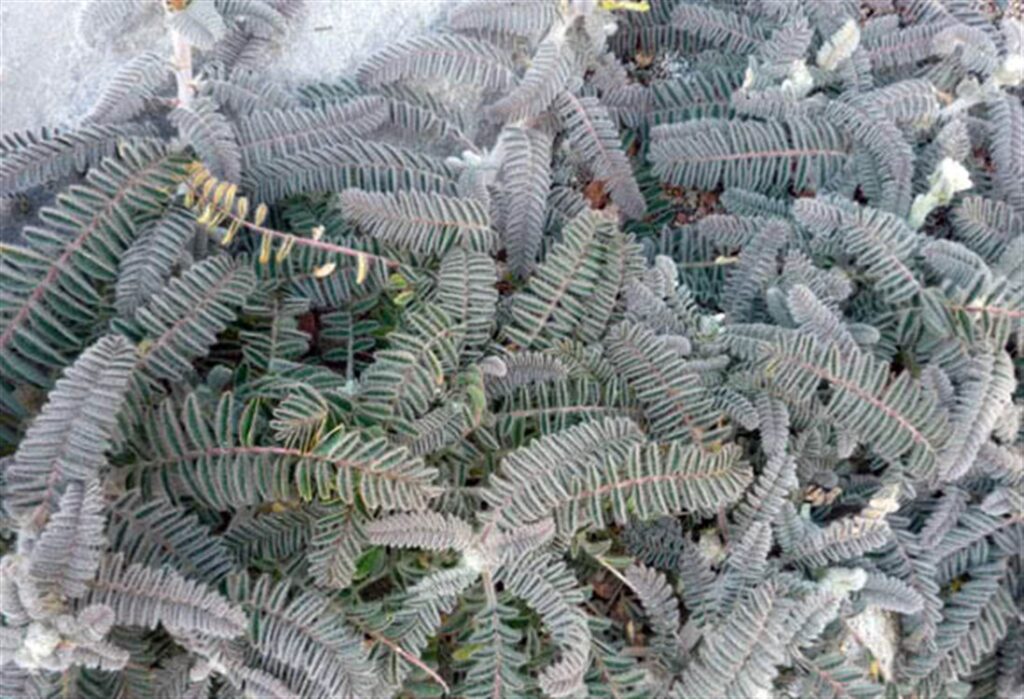 تجربتي مع عشبة القطف عالم حواء