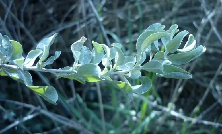 تجربتي مع عشبة القطف عالم حواء
