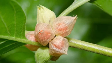 تجربتي مع عشبة الأشواجندا