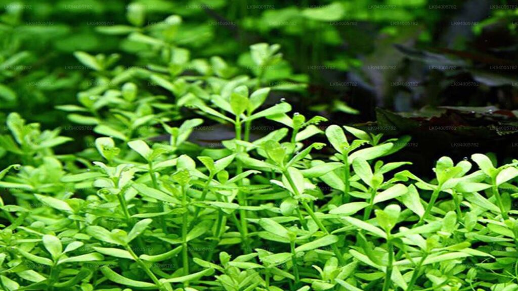 تجربتي مع عشبة باكوبا للتخسيس.. هل الباكوبا تساعد على فقدان الوزن؟