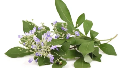 من الألم إلى الراحة.. تجربتي مع عشبة كف مريم للعناية الطبيعية بالثدي